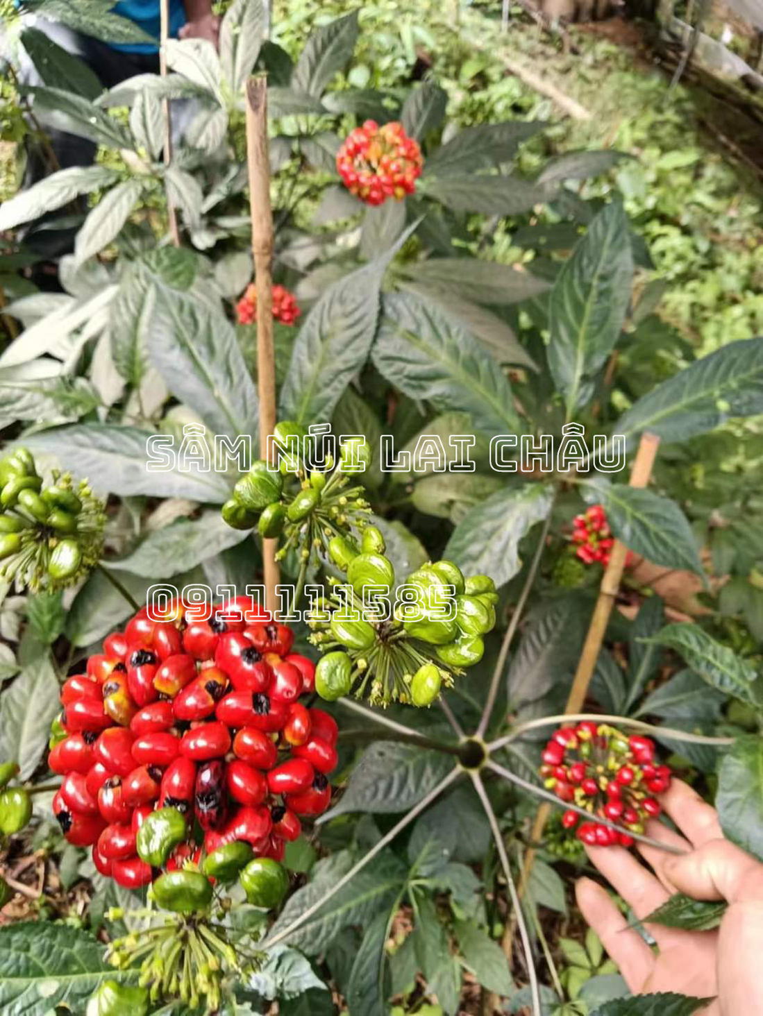 Sâm Lai Châu (Panax vietnamensis var. fuscidiscus)