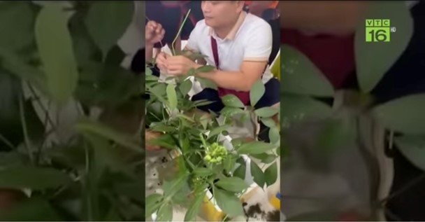 Cây sâm Ngọc Linh 9 nhánh, nặng gần 1kg được giao dịch với giá lên tới hơn 800 triệu đồng