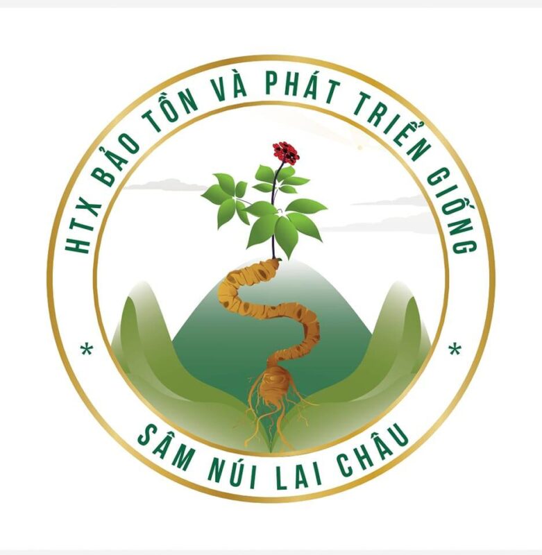 Sâm Lai Châu